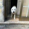 LILLA - 7 Anni  - Simil Spinone  - Taglia: Media  - Carattere: dolce, buona  - Affinità: Persone, cani, gatti Foto 6